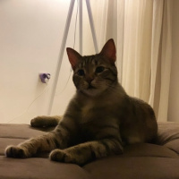 Tekir Kedi, Kedi  Sakız fotoğrafı