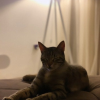 Tekir Kedi, Kedi  Sakız fotoğrafı