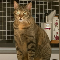 Tekir Kedi, Kedi  Sakız fotoğrafı