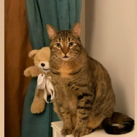 Tekir Kedi, Kedi  Sakız fotoğrafı