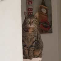 Tekir Kedi, Kedi  Sakız fotoğrafı