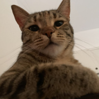 Tekir Kedi, Kedi  Sakız fotoğrafı