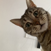 Tekir Kedi, Kedi  Sakız fotoğrafı