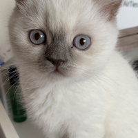 British Shorthair, Kedi  Likya fotoğrafı