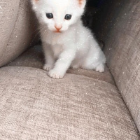 Tekir Kedi, Kedi  Dört yavru fotoğrafı