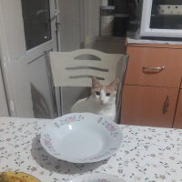 Tekir Kedi, Kedi  Mary fotoğrafı