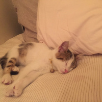 Tekir Kedi, Kedi  Çaki fotoğrafı