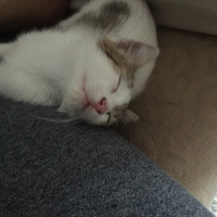 Tekir Kedi, Kedi  Çaki fotoğrafı