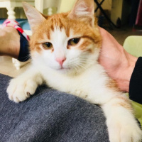 Tekir Kedi, Kedi  Umay fotoğrafı