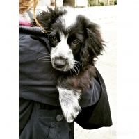 Amerikan Cocker Spaniel, Köpek  mia fotoğrafı