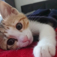 Tekir Kedi, Kedi  Ceku fotoğrafı