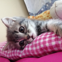 British Shorthair, Kedi  Mia fotoğrafı