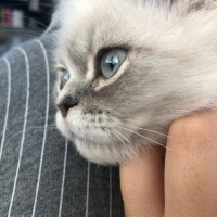 Chinchilla, Kedi  Roma fotoğrafı