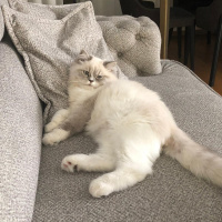 Chinchilla, Kedi  Roma fotoğrafı