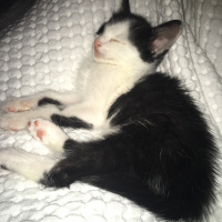 Tuxedo (Smokin) Kedi, Kedi  Derin fotoğrafı
