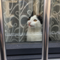 Tuxedo (Smokin) Kedi, Kedi  Derin fotoğrafı