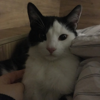 Tuxedo (Smokin) Kedi, Kedi  Derin fotoğrafı
