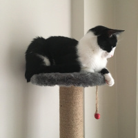 Tuxedo (Smokin) Kedi, Kedi  Derin fotoğrafı