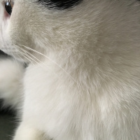 Tuxedo (Smokin) Kedi, Kedi  Derin fotoğrafı