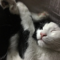 Tuxedo (Smokin) Kedi, Kedi  Derin fotoğrafı