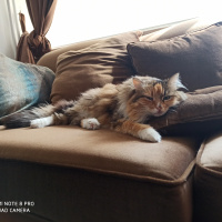 Maine Coon, Kedi  Willow fotoğrafı