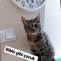 Tekir Kedi, Kedi  Kontes fotoğrafı