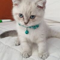 British Shorthair, Kedi  Magnus fotoğrafı