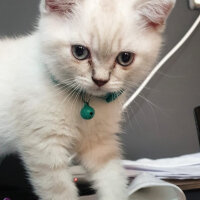 British Shorthair, Kedi  Magnus fotoğrafı