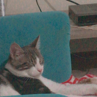 Tekir Kedi, Kedi  boncuk fotoğrafı