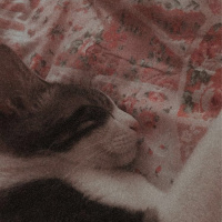 Tekir Kedi, Kedi  boncuk fotoğrafı