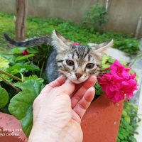 Soke, Kedi  BATU fotoğrafı