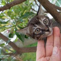 Soke, Kedi  İPEK fotoğrafı