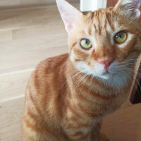 Tekir Kedi, Kedi  Çita Çörek fotoğrafı
