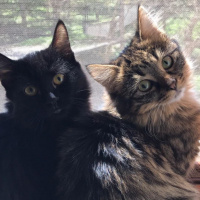 Tekir Kedi, Kedi  Elsa fotoğrafı