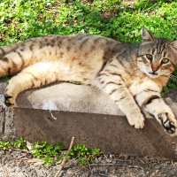 Tekir Kedi, Kedi  Elsa fotoğrafı