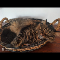 Tekir Kedi, Kedi  Elsa fotoğrafı