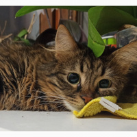 Tekir Kedi, Kedi  Elsa fotoğrafı