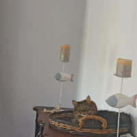 Tekir Kedi, Kedi  Elsa fotoğrafı