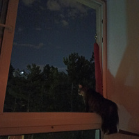 Tekir Kedi, Kedi  Elsa fotoğrafı