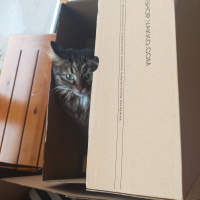 Tekir Kedi, Kedi  Elsa fotoğrafı