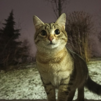 Tekir Kedi, Kedi  Lila fotoğrafı