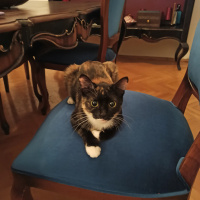Tekir Kedi, Kedi  Lila fotoğrafı