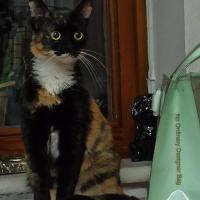 Tekir Kedi, Kedi  Lila fotoğrafı