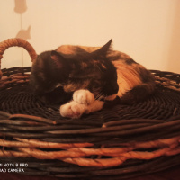 Tekir Kedi, Kedi  Lila fotoğrafı
