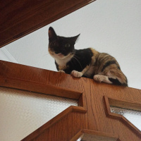 Tekir Kedi, Kedi  Lila fotoğrafı