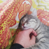 Tekir Kedi, Kedi  Gümüş 11 aylık erkek tekir fotoğrafı