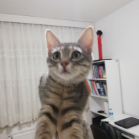 Tekir Kedi, Kedi  Gümüş 11 aylık erkek tekir fotoğrafı