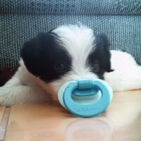 Maltese, Köpek  kıtmir fotoğrafı