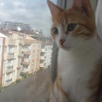 Tekir Kedi, Kedi  Karamel  fotoğrafı