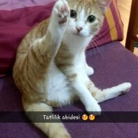 Tekir Kedi, Kedi  Karamel  fotoğrafı